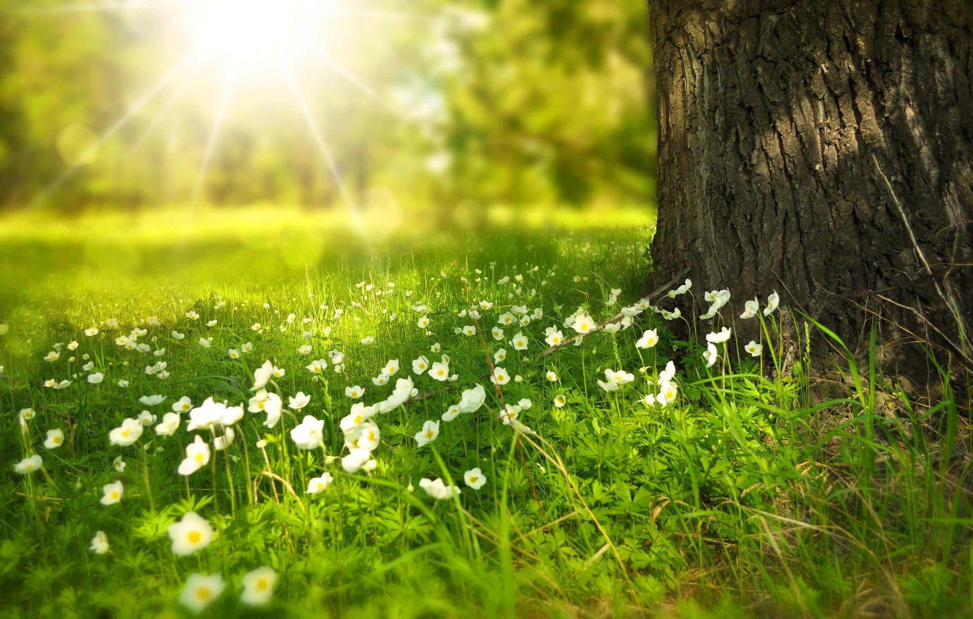 Spring Time with Sun and Tree